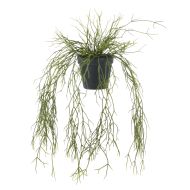 Rogue Mistletoe Cactus Hanging-Garden Pot Green 50x47x60cm