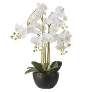 Rogue Phalaenopsis Orchid Pot White 25x30x50cm