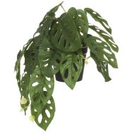 Rogue Monstera Adansonii Green 26x22x17cm