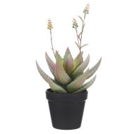 Rogue Flowering Aloe Green 20x20x37cm