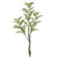 Rogue Ficus Variegated Spray Green 29x29x53cm