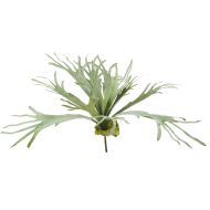 Rogue Staghorn Fern Moss Green 82x82x80cm