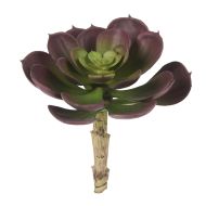 Rogue Aeonium Purple 11x11x13cm