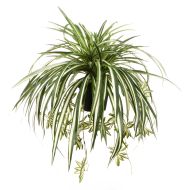 Rogue Spider Plant Green 65x65x60cm