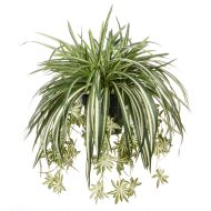 Rogue Spider Plant Green 70x70x60cm