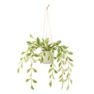 Rogue Ficus Hanging Pot White & Green 11x11x36cm