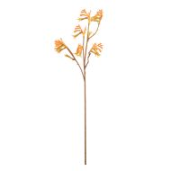 Rogue Kangaroo Paw Spray Orange 62x18x16cm