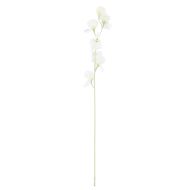 Rogue Sweet Pea Spray Cream 64x5x8cm