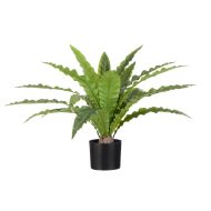 Rogue Bird Nest Fern Green 110x100x60cm