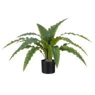 Rogue Bird Nest Fern Green 105x105x60cm