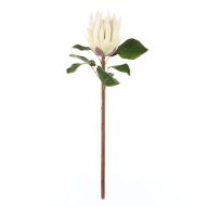 Rogue King Protea White 28x28x60cm