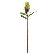 Rogue Protea Stem Green 18x18x61cm