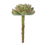 Rogue Echeveria Green 8x8x13cm