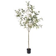 Rogue Eucalyptus Gumnut Tree - Garden Pot Green 17x14x200cm