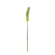 Rogue Torch Lily Stem Yellow 6x6x87cm