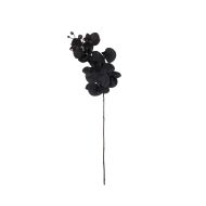 Rogue Phalaenopsis Stem Black 16x7x72cm